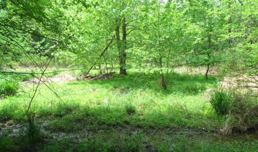 Photo of SOLD!  30 Acres of Hunting and Farm Land For Sale in Southampton County VA!