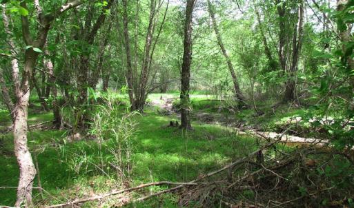 Photo of SOLD!  30 Acres of Hunting and Farm Land For Sale in Southampton County VA!