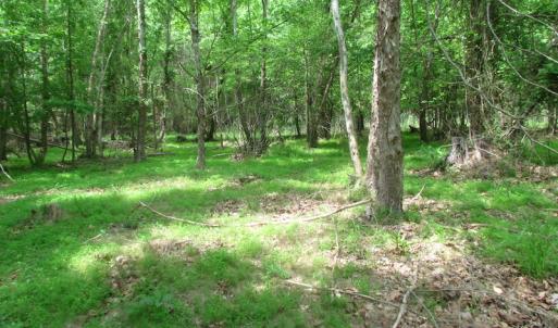 Photo of SOLD!  30 Acres of Hunting and Farm Land For Sale in Southampton County VA!