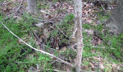 Photo of SOLD!  30 Acres of Hunting and Farm Land For Sale in Southampton County VA!