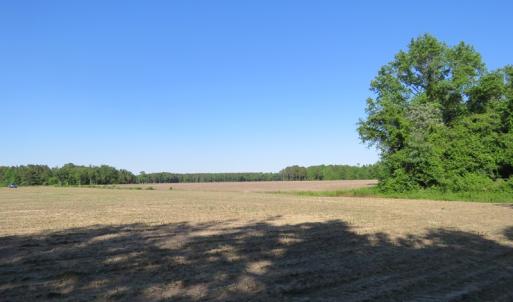 Photo of UNDER CONTRACT!  380 Acres of Farm and Timber Land For Sale in Robeson and Hoke Counties!