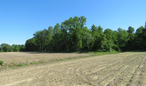 Photo of UNDER CONTRACT!  380 Acres of Farm and Timber Land For Sale in Robeson and Hoke Counties!