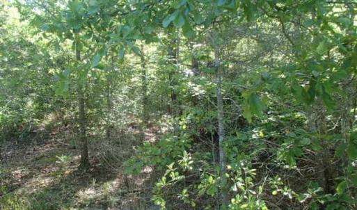 Photo of UNDER CONTRACT!  77 Acres of Riverfront Hunting Land For Sale in Nash County NC!
