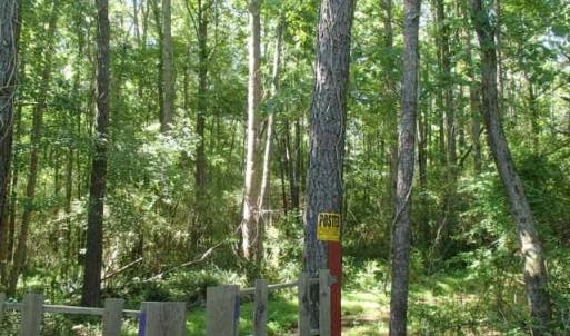 Photo of UNDER CONTRACT!  77 Acres of Riverfront Hunting Land For Sale in Nash County NC!