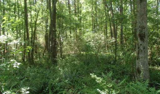 Photo of UNDER CONTRACT!  77 Acres of Riverfront Hunting Land For Sale in Nash County NC!