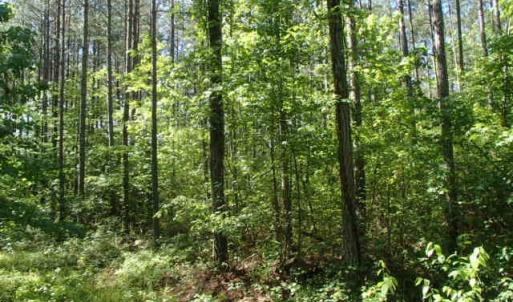 Photo of UNDER CONTRACT!  77 Acres of Riverfront Hunting Land For Sale in Nash County NC!