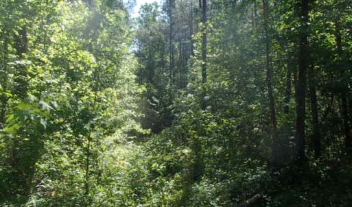 Photo of UNDER CONTRACT!  77 Acres of Riverfront Hunting Land For Sale in Nash County NC!