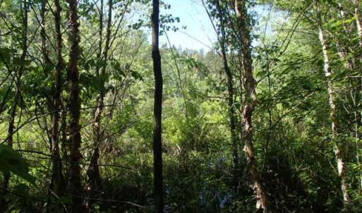 Photo of UNDER CONTRACT!  77 Acres of Riverfront Hunting Land For Sale in Nash County NC!