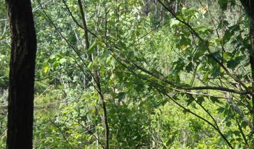 Photo of UNDER CONTRACT!  77 Acres of Riverfront Hunting Land For Sale in Nash County NC!