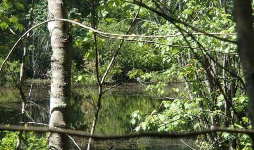 Photo of UNDER CONTRACT!  77 Acres of Riverfront Hunting Land For Sale in Nash County NC!