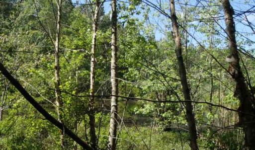 Photo of UNDER CONTRACT!  77 Acres of Riverfront Hunting Land For Sale in Nash County NC!