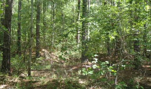 Photo of UNDER CONTRACT!  77 Acres of Riverfront Hunting Land For Sale in Nash County NC!
