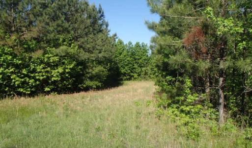 Photo of UNDER CONTRACT!  60 Acres of Farm and Timber Land For Sale in Halifax County NC!