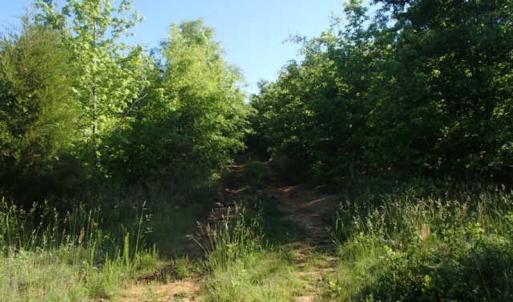 Photo of UNDER CONTRACT!  60 Acres of Farm and Timber Land For Sale in Halifax County NC!