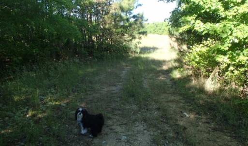 Photo of UNDER CONTRACT!  60 Acres of Farm and Timber Land For Sale in Halifax County NC!