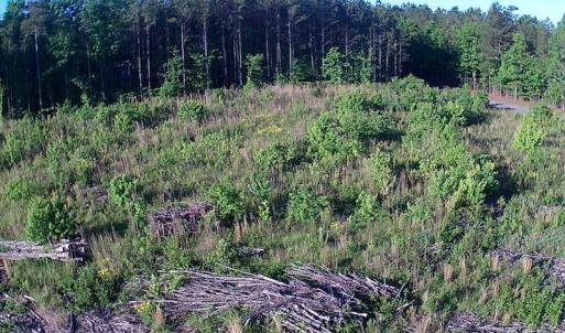 Photo of UNDER CONTRACT!  10 Acres of Residential Hunting Land For Sale in Nash County