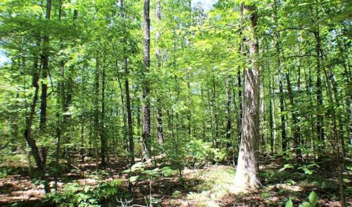 Photo of SOLD!!  8.84 Acres of Residential Land For Sale in Dinwiddie County VA!