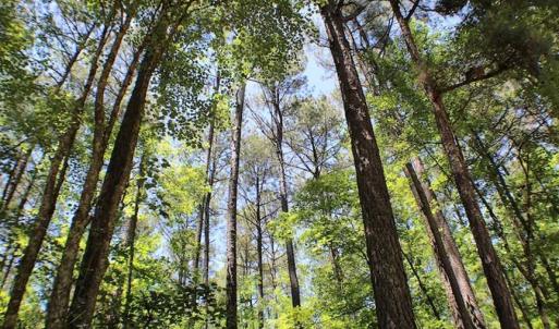 Photo of SOLD!!  8.84 Acres of Residential Land For Sale in Dinwiddie County VA!