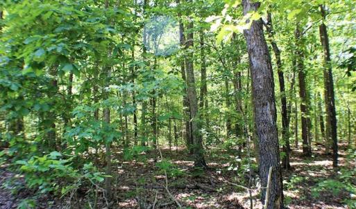 Photo of SOLD!!  8.84 Acres of Residential Land For Sale in Dinwiddie County VA!