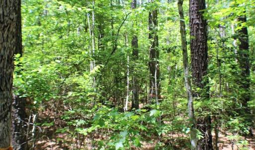 Photo of SOLD!!  8.84 Acres of Residential Land For Sale in Dinwiddie County VA!
