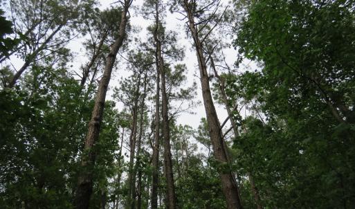 Photo of SOLD!  57 Acres of Timber Land for Sale in Columbus County NC!