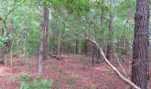 Photo of SOLD!  57 Acres of Timber Land for Sale in Columbus County NC!