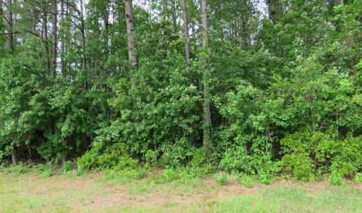 Photo of SOLD!  57 Acres of Timber Land for Sale in Columbus County NC!