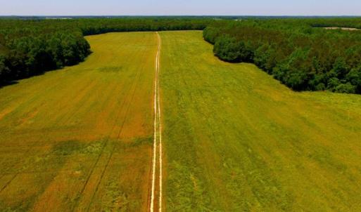 Photo of SOLD!  181 Acres of Farm and Timberland for Sale in Edgecombe County NC!