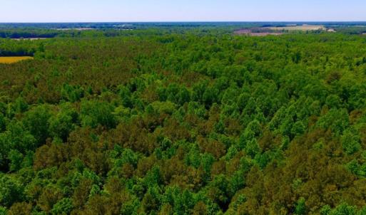 Photo of SOLD!  181 Acres of Farm and Timberland for Sale in Edgecombe County NC!