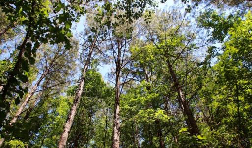 Photo of SOLD!  181 Acres of Farm and Timberland for Sale in Edgecombe County NC!