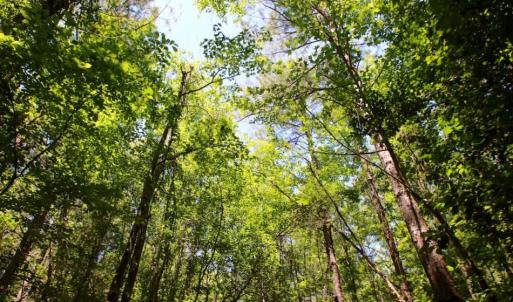 Photo of SOLD!  181 Acres of Farm and Timberland for Sale in Edgecombe County NC!