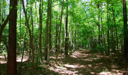 Photo of SOLD!  181 Acres of Farm and Timberland for Sale in Edgecombe County NC!