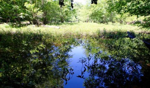 Photo of SOLD!  181 Acres of Farm and Timberland for Sale in Edgecombe County NC!