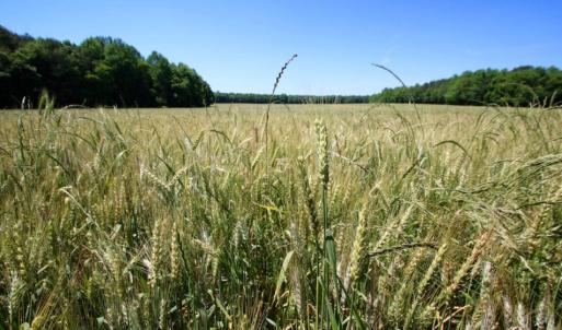 Photo of SOLD!  181 Acres of Farm and Timberland for Sale in Edgecombe County NC!