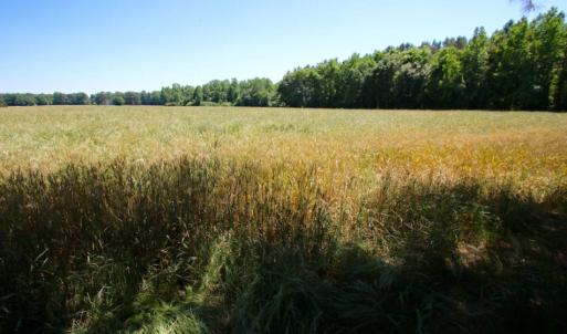 Photo of SOLD!  181 Acres of Farm and Timberland for Sale in Edgecombe County NC!