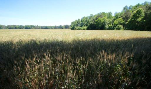 Photo of SOLD!  181 Acres of Farm and Timberland for Sale in Edgecombe County NC!
