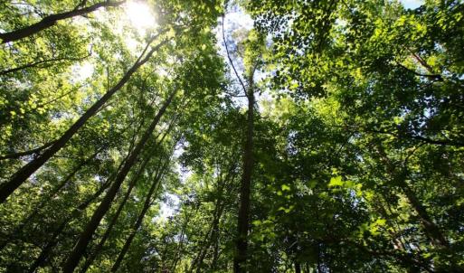 Photo of SOLD!  181 Acres of Farm and Timberland for Sale in Edgecombe County NC!