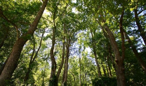 Photo of SOLD!  181 Acres of Farm and Timberland for Sale in Edgecombe County NC!