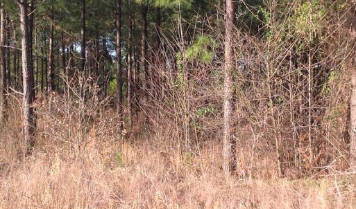Photo of UNDER CONTRACT!  203 Acres of Hunting Land For Sale in Pittsylvania County VA!