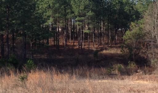 Photo of UNDER CONTRACT!  203 Acres of Hunting Land For Sale in Pittsylvania County VA!