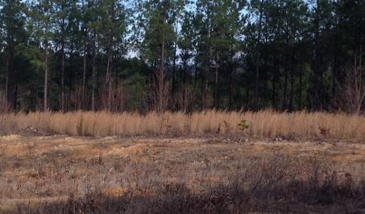 Photo of UNDER CONTRACT!  203 Acres of Hunting Land For Sale in Pittsylvania County VA!