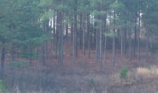 Photo of UNDER CONTRACT!  203 Acres of Hunting Land For Sale in Pittsylvania County VA!