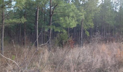 Photo of UNDER CONTRACT!  203 Acres of Hunting Land For Sale in Pittsylvania County VA!