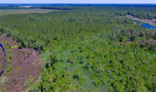 Photo of SOLD!  50 Acres of Waterfront Hunting Land for Sale in Hyde County NC!