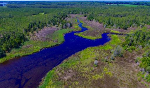 Photo of SOLD!  50 Acres of Waterfront Hunting Land for Sale in Hyde County NC!