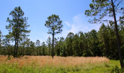 Photo of SOLD!  50 Acres of Waterfront Hunting Land for Sale in Hyde County NC!