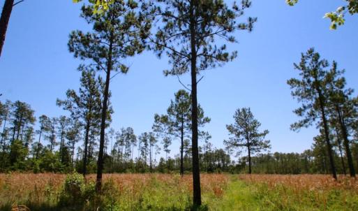 Photo of SOLD!  50 Acres of Waterfront Hunting Land for Sale in Hyde County NC!
