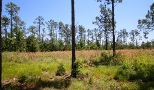 Photo of SOLD!  50 Acres of Waterfront Hunting Land for Sale in Hyde County NC!