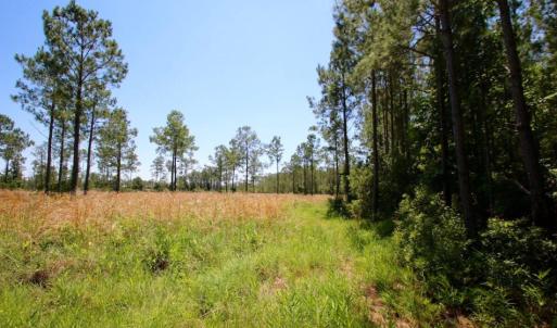 Photo of SOLD!  50 Acres of Waterfront Hunting Land for Sale in Hyde County NC!