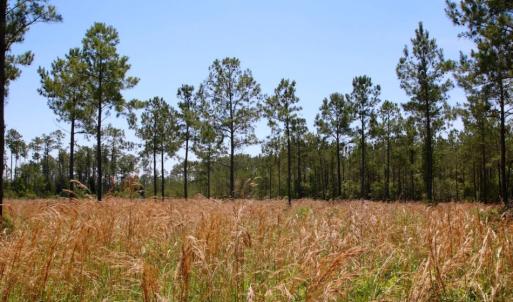 Photo of SOLD!  50 Acres of Waterfront Hunting Land for Sale in Hyde County NC!